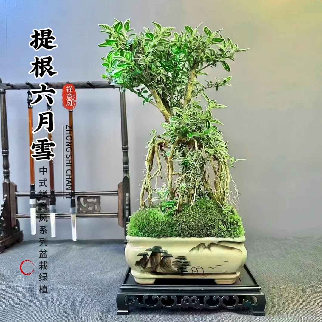 老桩提跟金边六月雪盆栽悬崖飘枝微型盆景室内桌面办公室四季好养