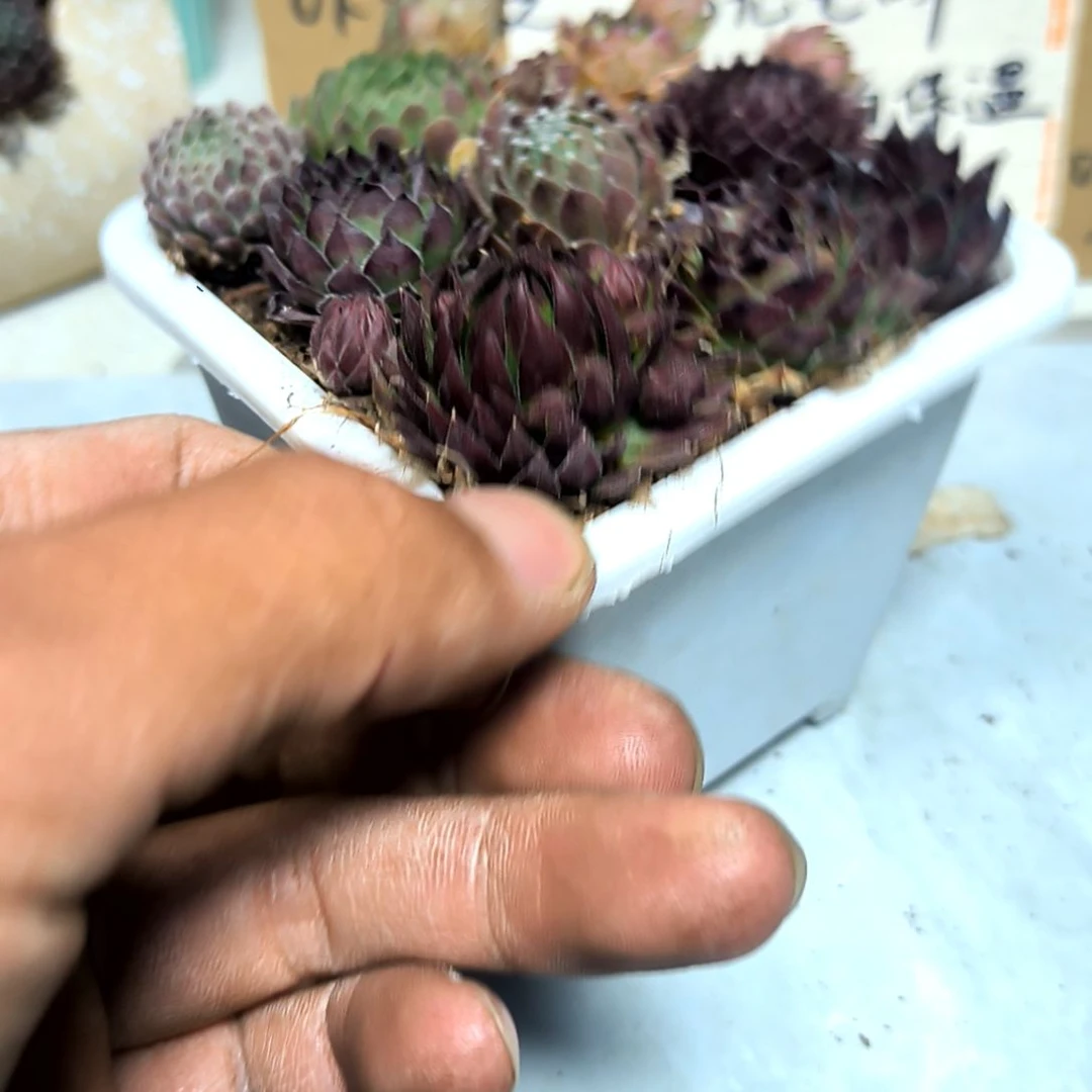 满6元包邮，九棵不同长生草加大方盆