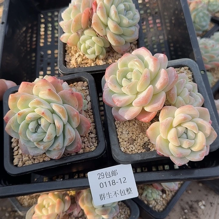 0118-12 精控冰玉群 三颗 不包整