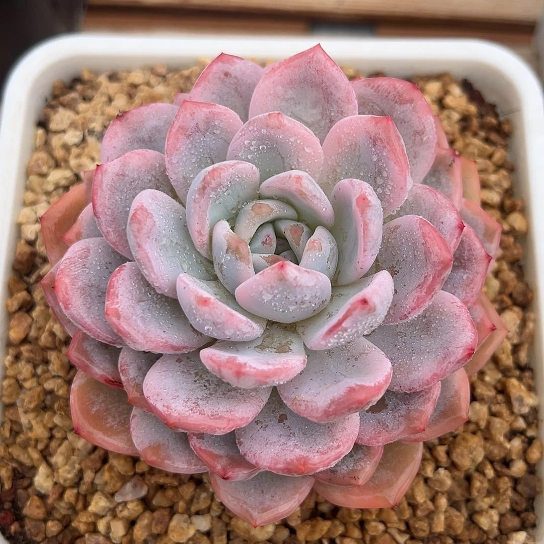 8-16-29精控橙梦露锦