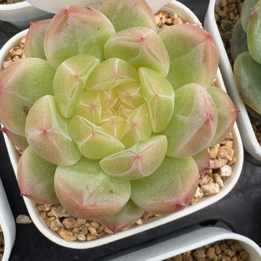 0806-03-珍妮星星眼