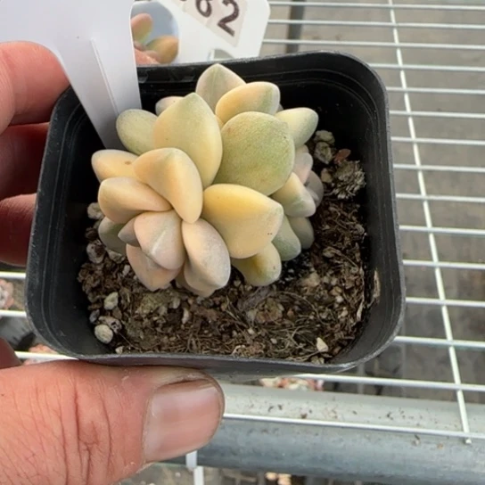 292 一物一拍多肉