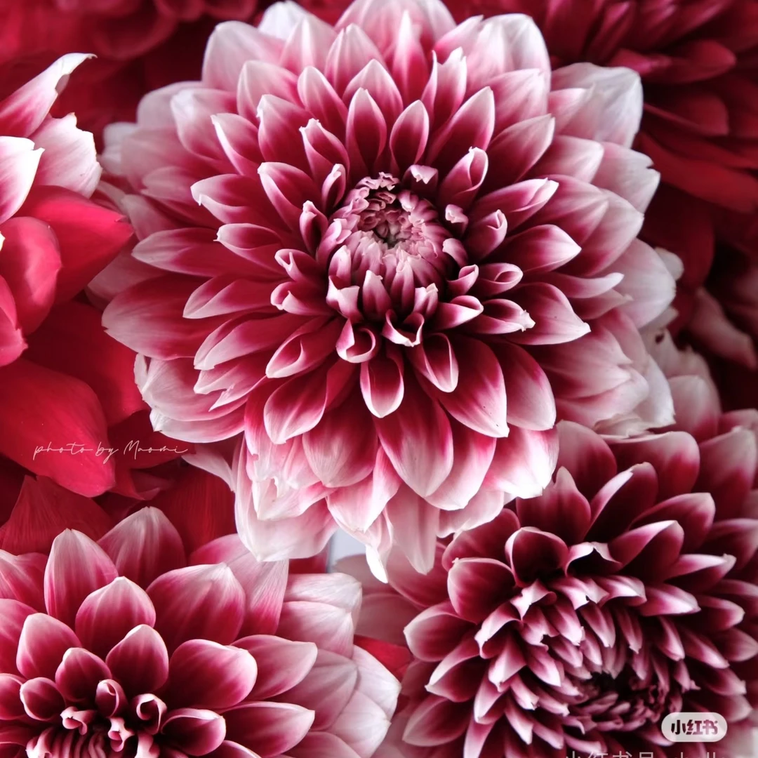 新品【红白飘雪】进口大丽花多年生盆栽地栽整坨