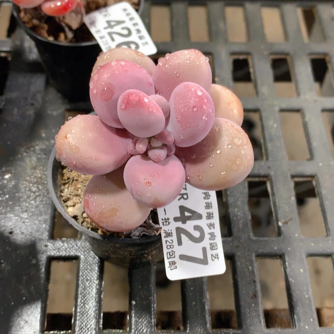 肉萌萌拇指盆精控多肉ZR427