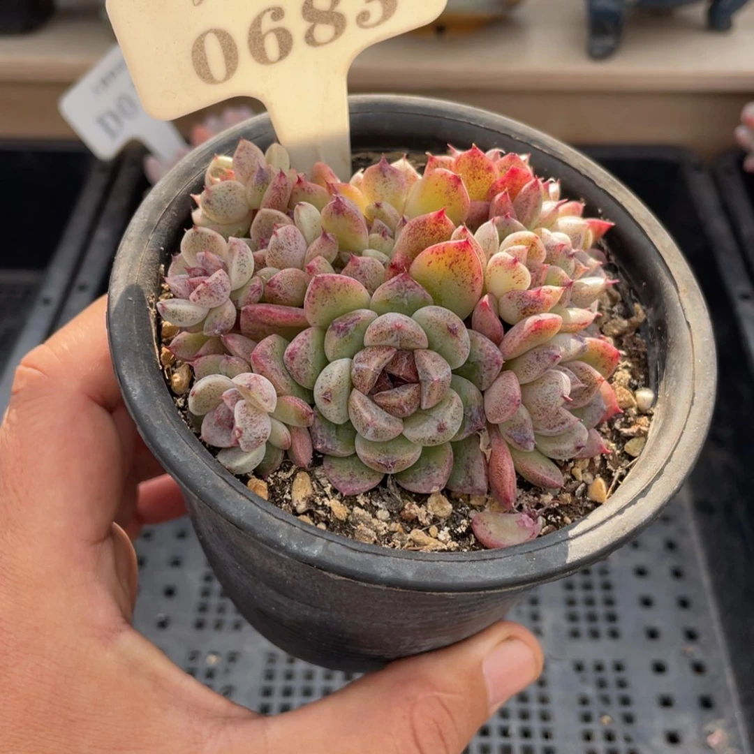 0683赤水晶不带盆8厘米