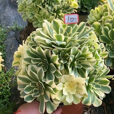 玛莎拉迪老桩捧花法师10