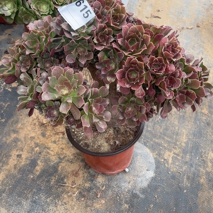 多肉柠檬玫瑰朵朵615