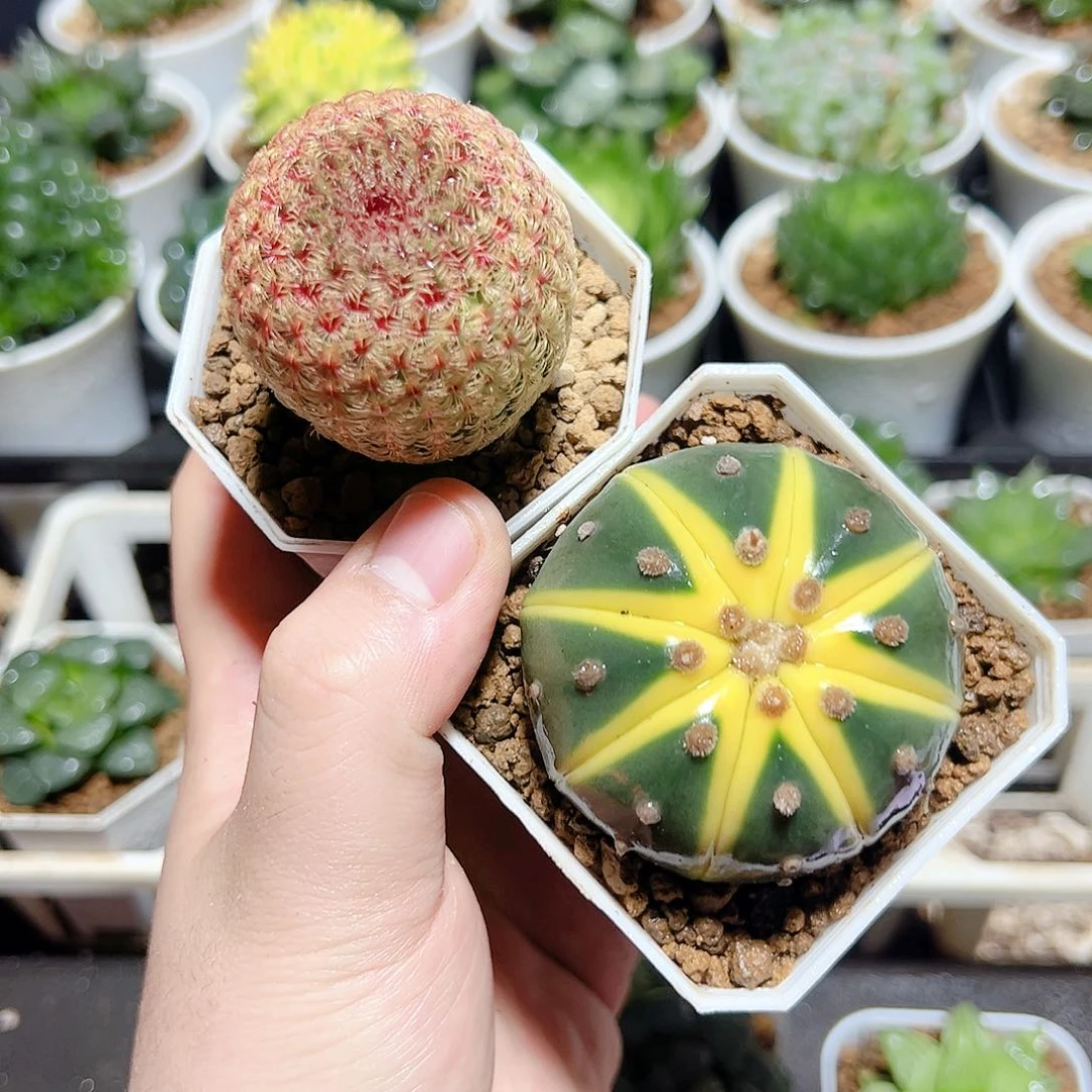 星兜锦➕红太阳发货