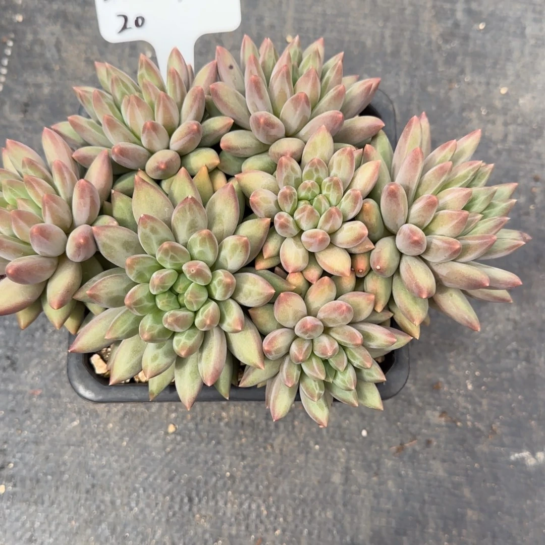 一物一拍水晶球sp20