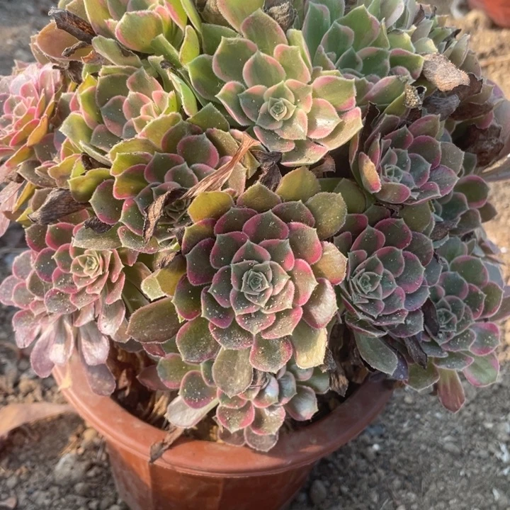 胖***号无花朵255多肉植物安娜