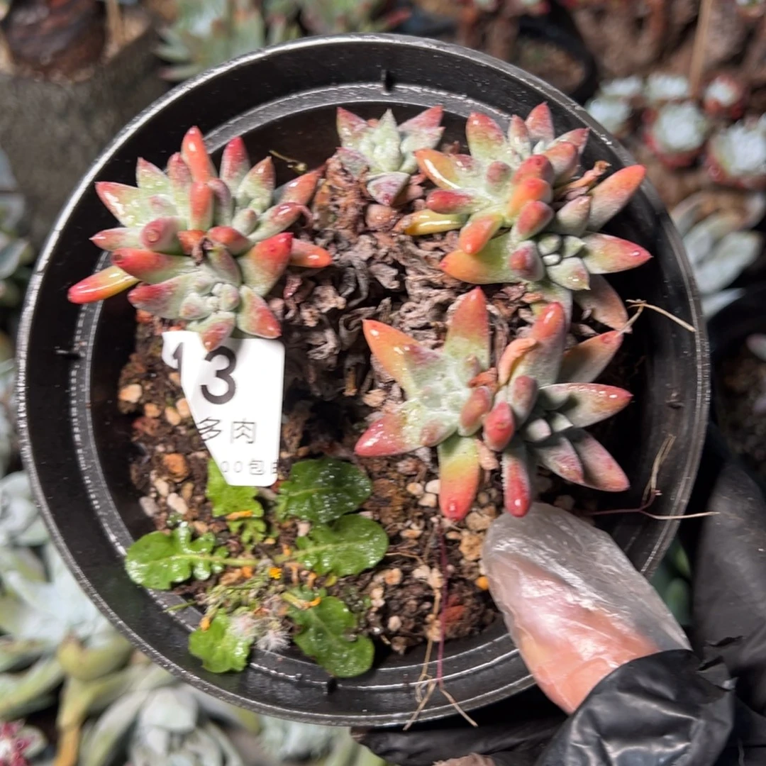 013个哈哈哈哈哈哈哈哈