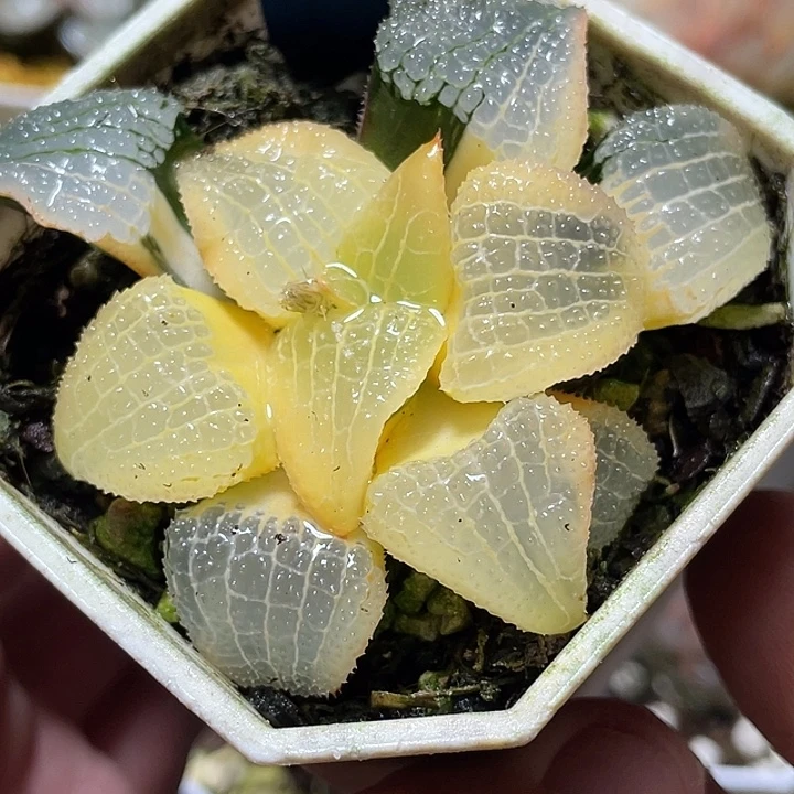 814糊斑天空之镜锦亚成