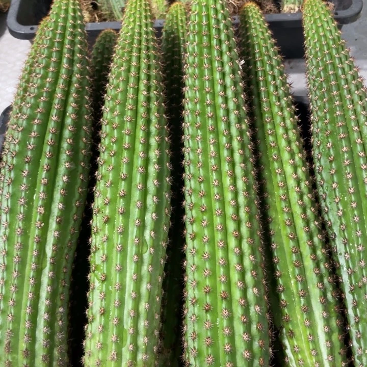 自根卡布奇诺金妞保20上