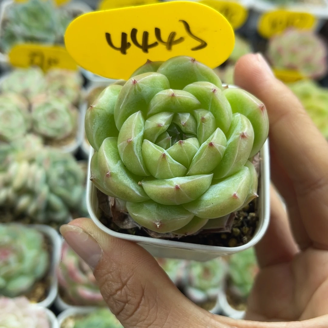 熊猫珍妮单头4443