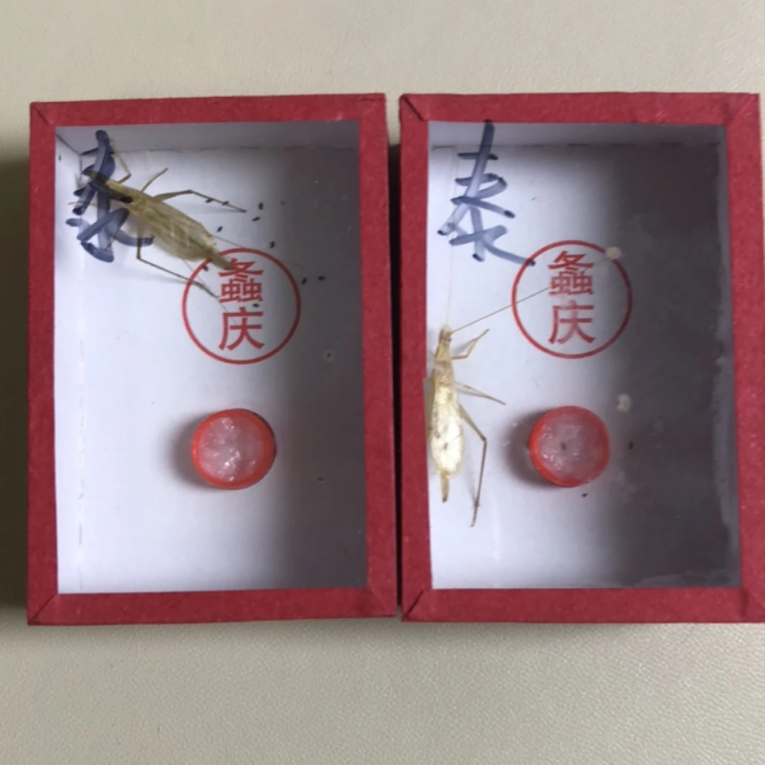 四火鸣虫 泰国竹蛉长音单口 2只
