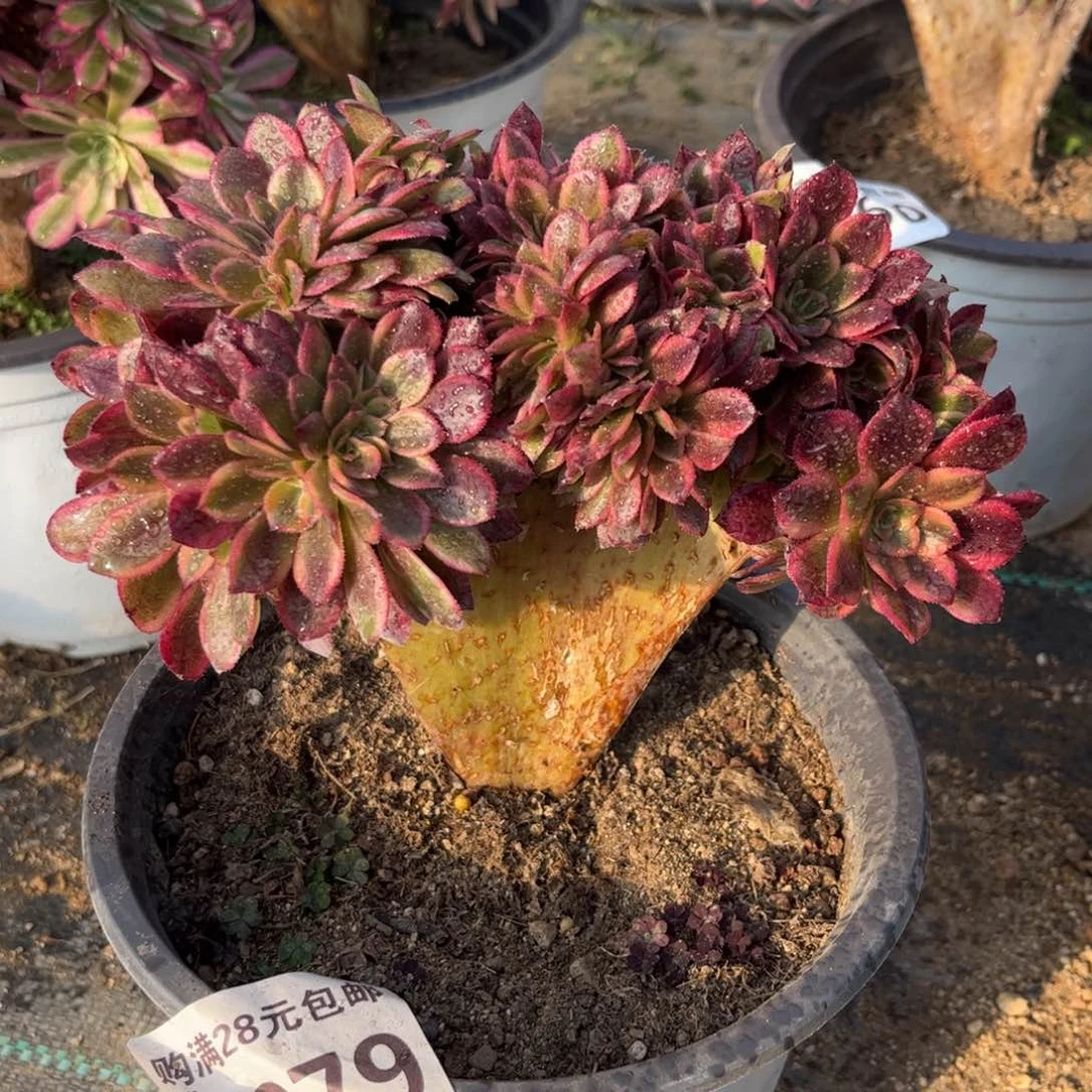 979多肉植物火狐缀化