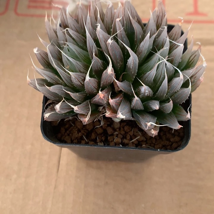 老*大卫针管一物一拍