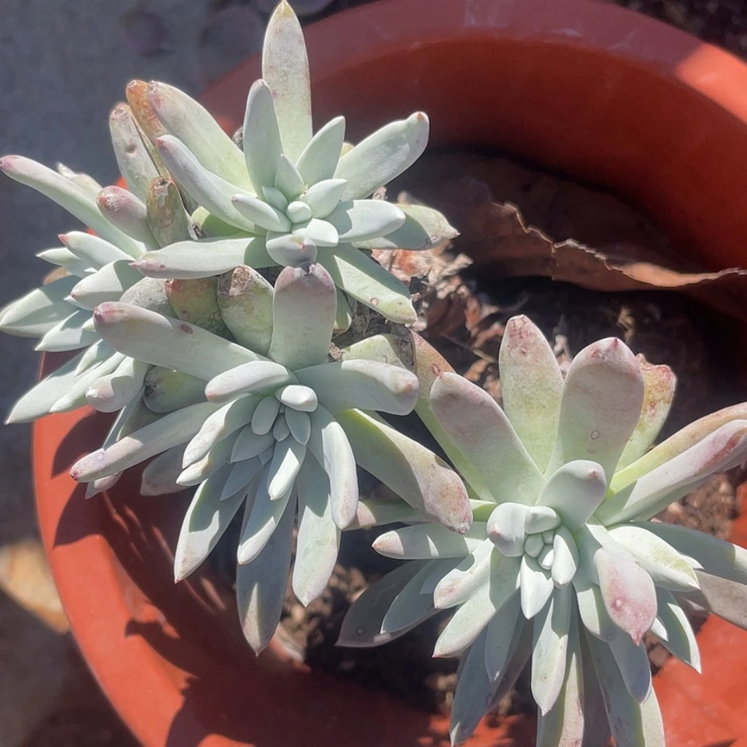 【闪购商品】60163