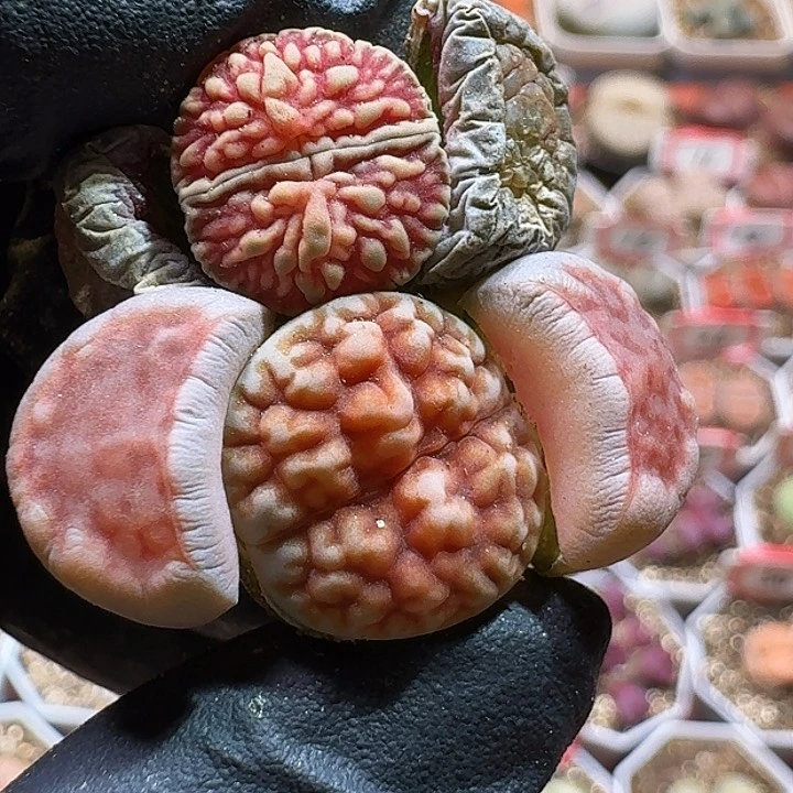 生石花233:：：。  38