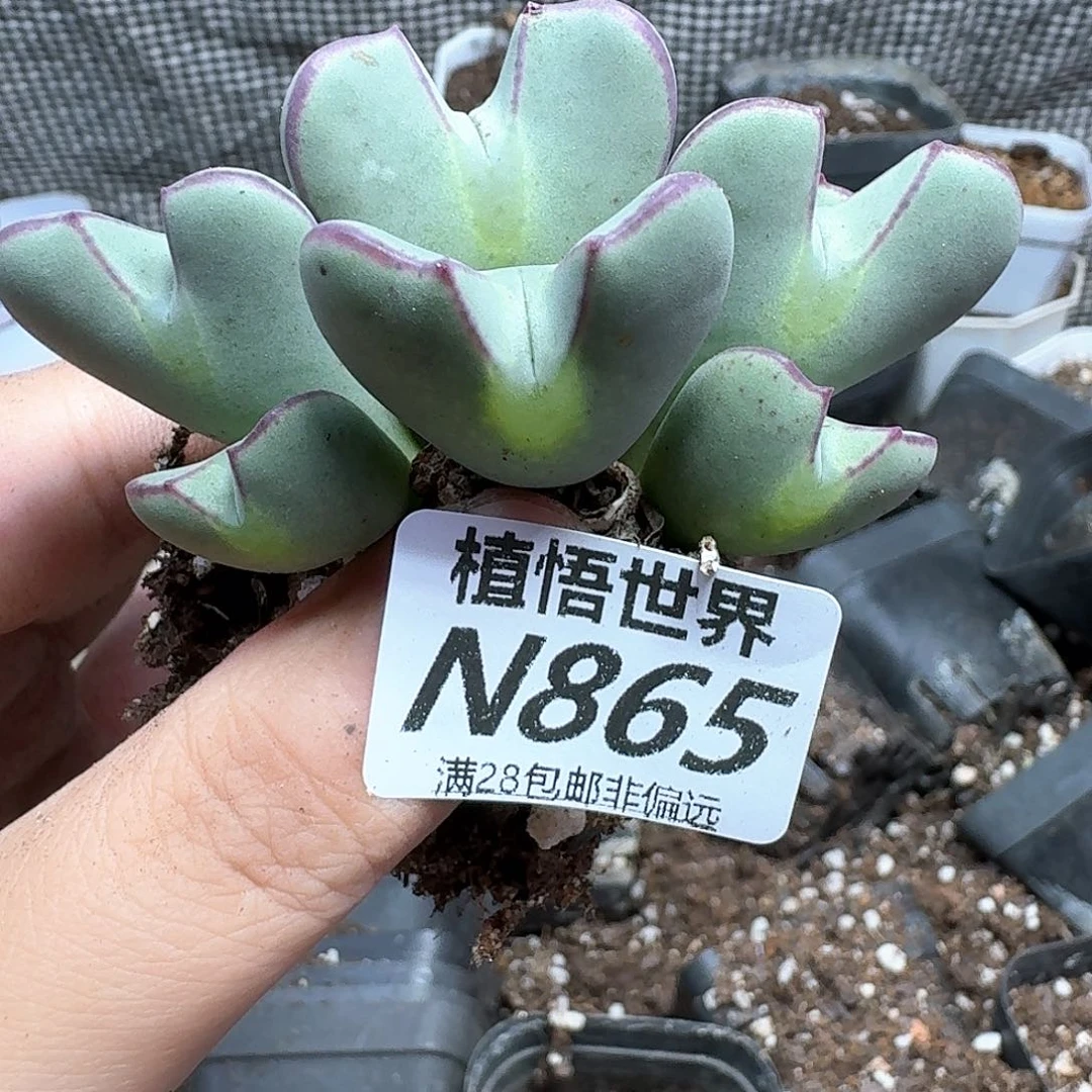 多肉植物的润泽吃