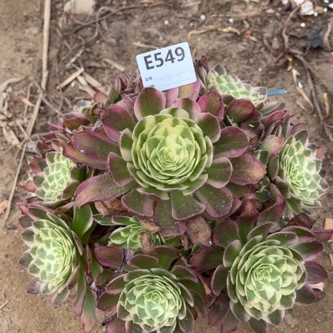 多肉植物孔雀翎捧花