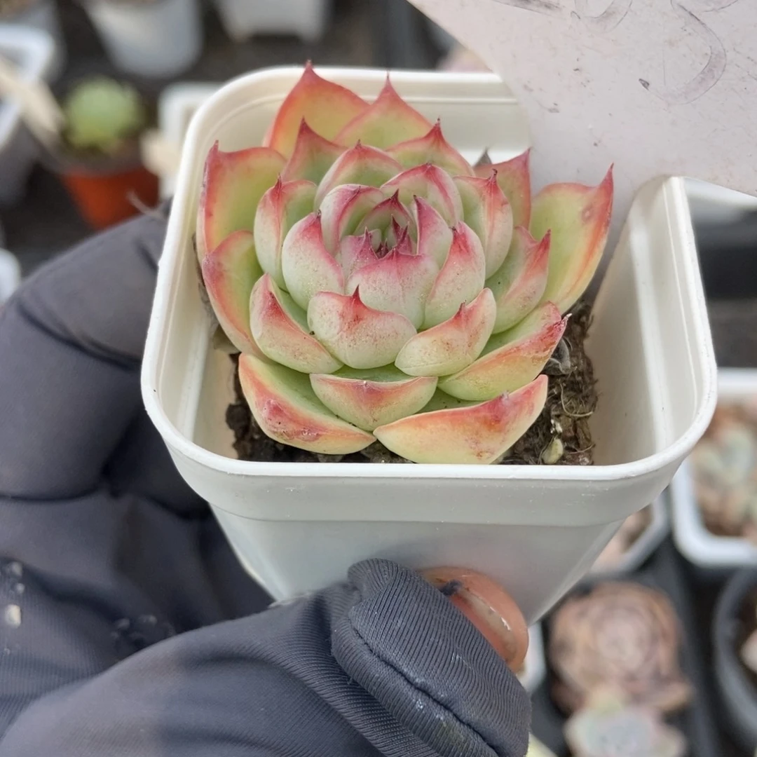 1203勾魂仙子多肉植物保护