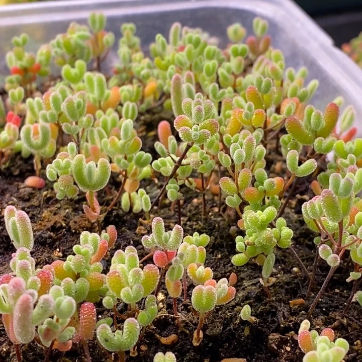 蓝*珑333混合切糕。