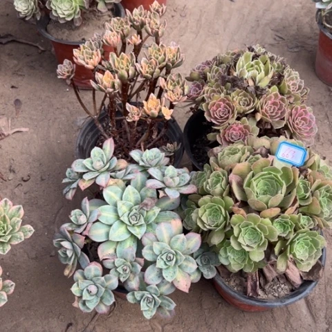 663多肉植物组合，