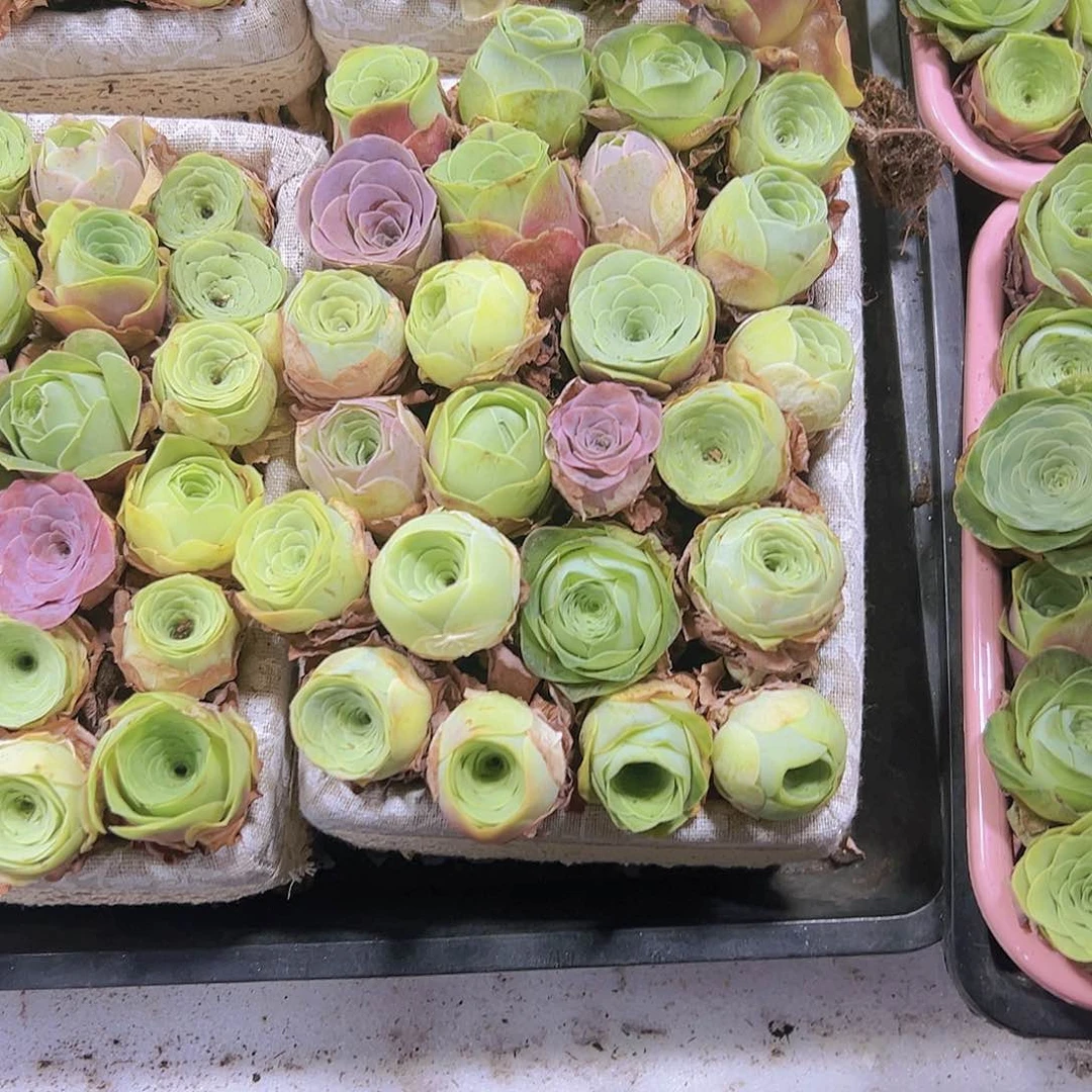 中苗组合30个4粉6红2到3里没有蓝子