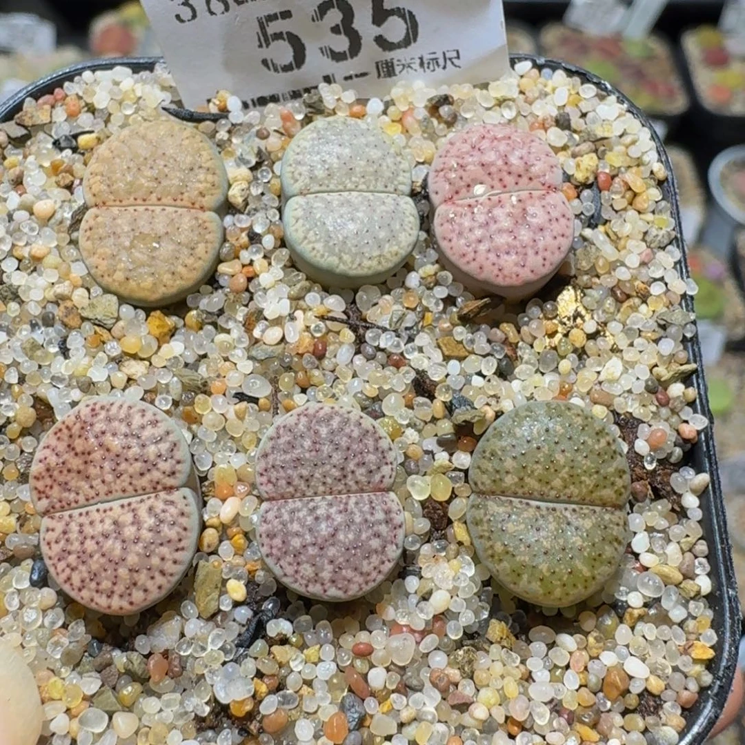 Ssss精品生石花535