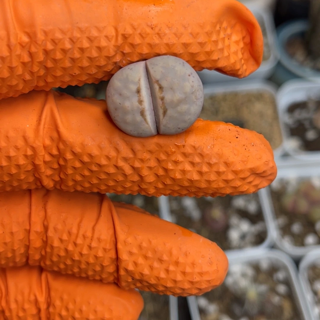 多肉植物一物一拍6