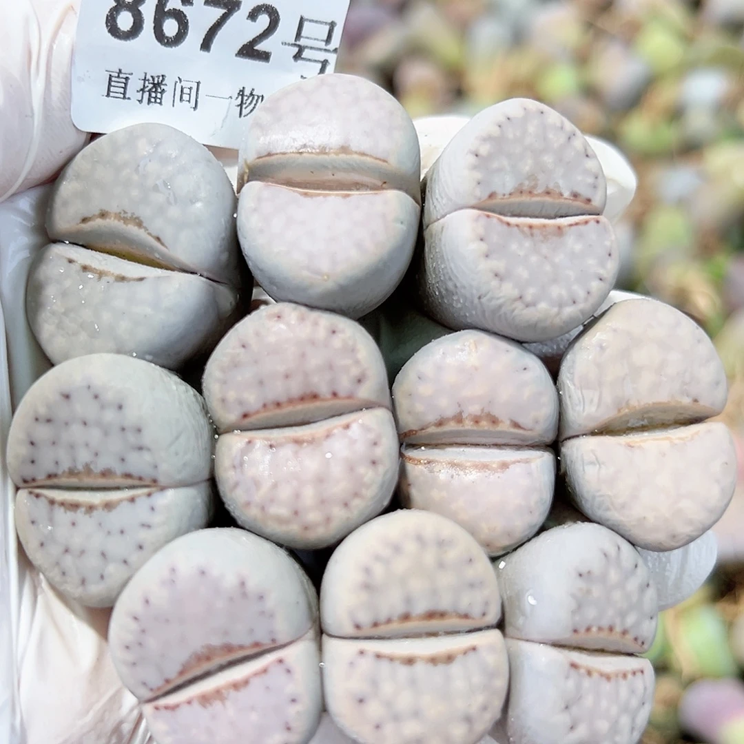 8672 好养易活生石花大母本10个有点干特价处理