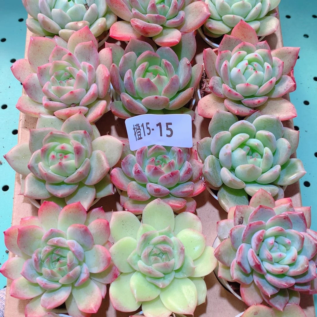 15-15一物一拍多肉带盆18颗
