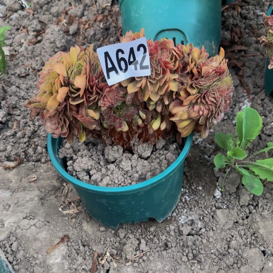 抹茶法师28///47包邮