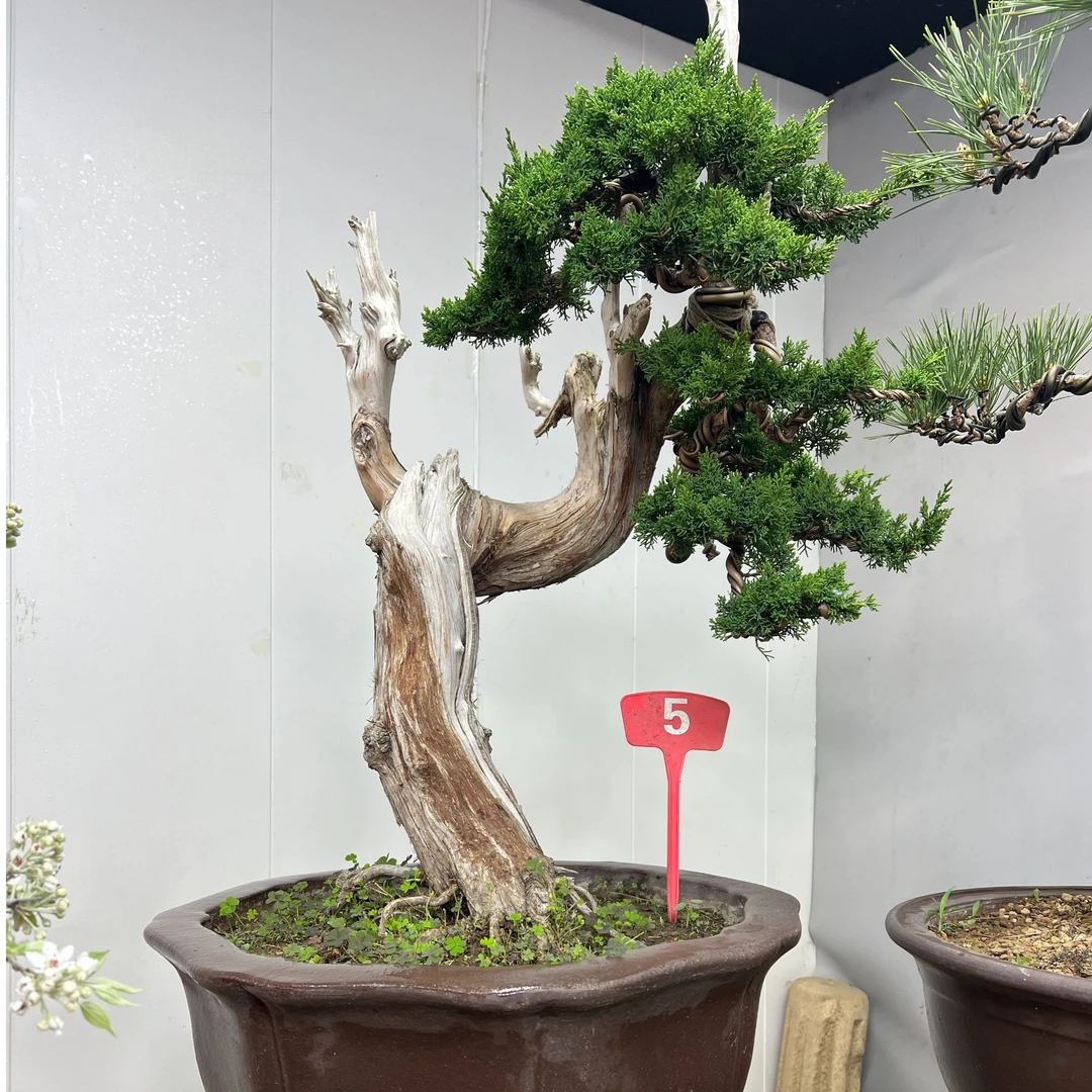 真柏红星刺柏嫁接直播专属老桩张金山作品