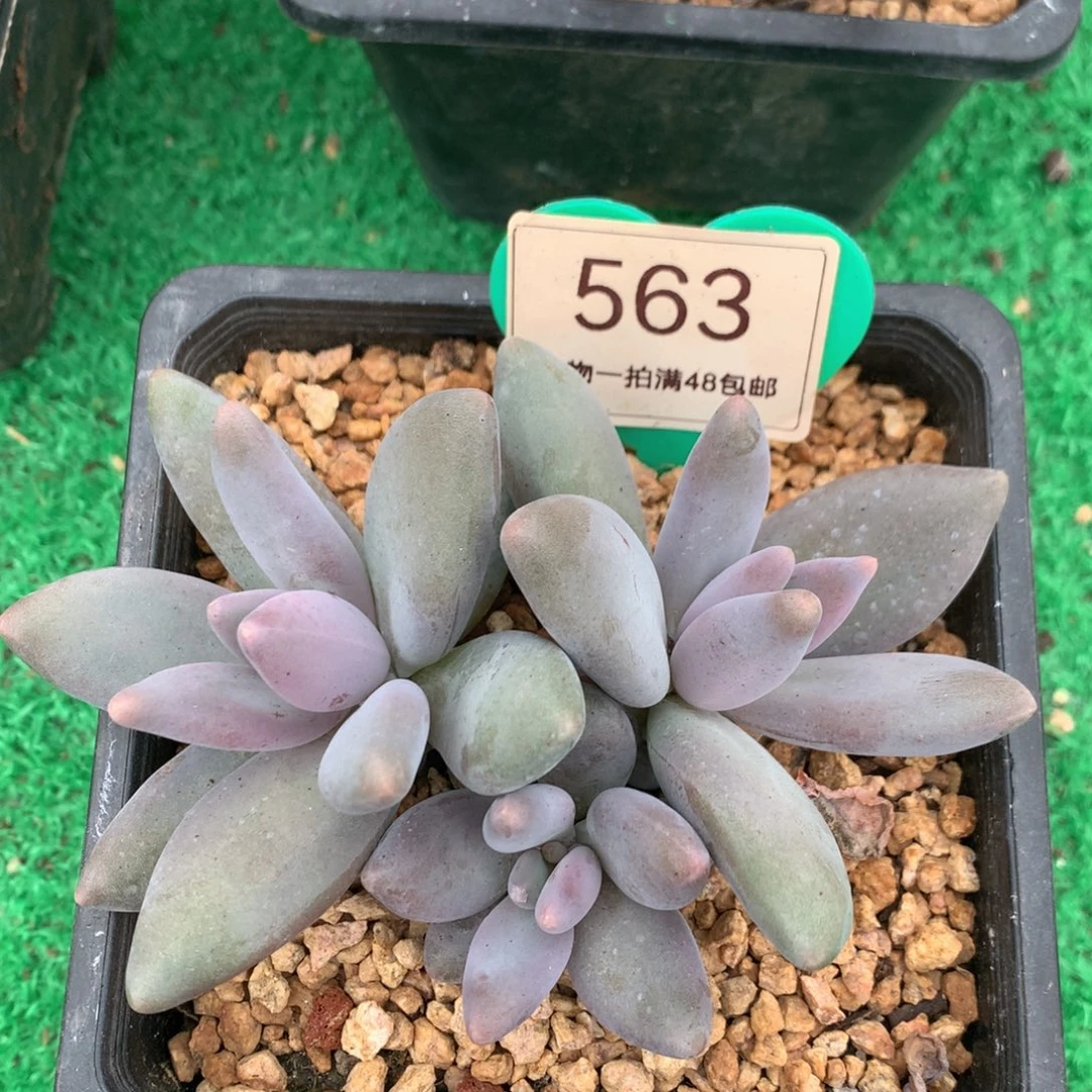企鹅无砍一物一拍563