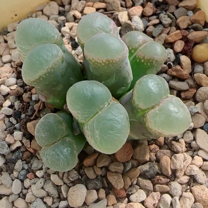 多肉植物双节清货102号