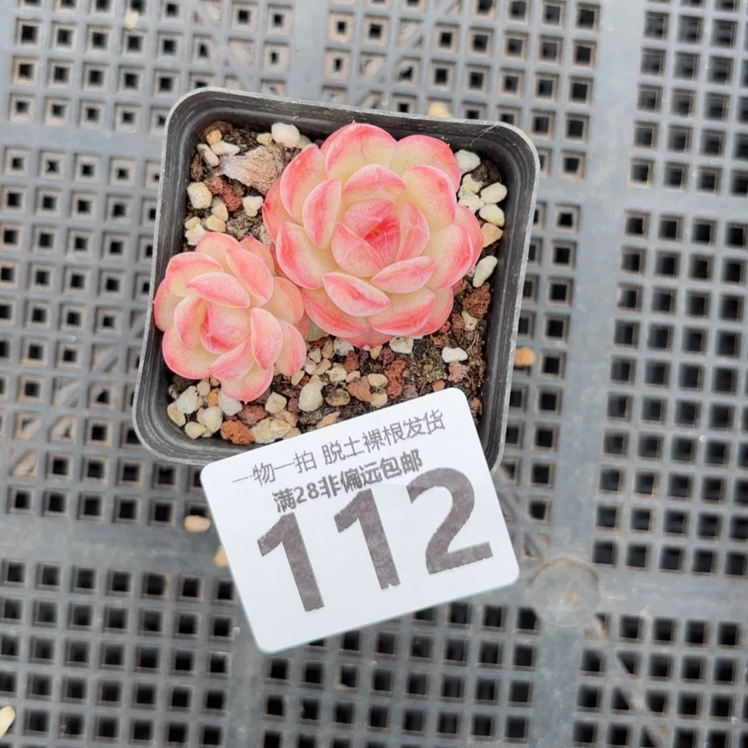 琴心多肉无盆土发货