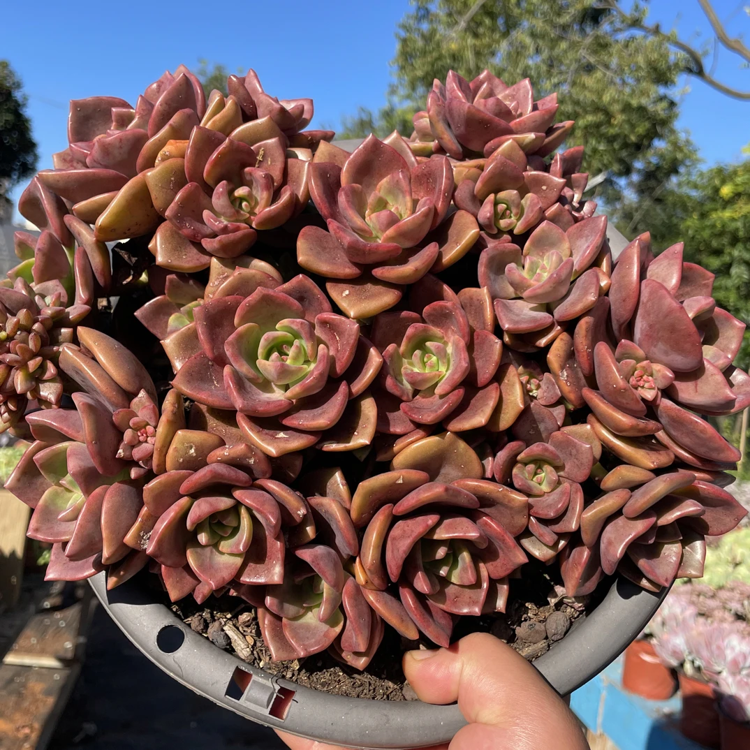 琉璃盏 金金精品多肉植物