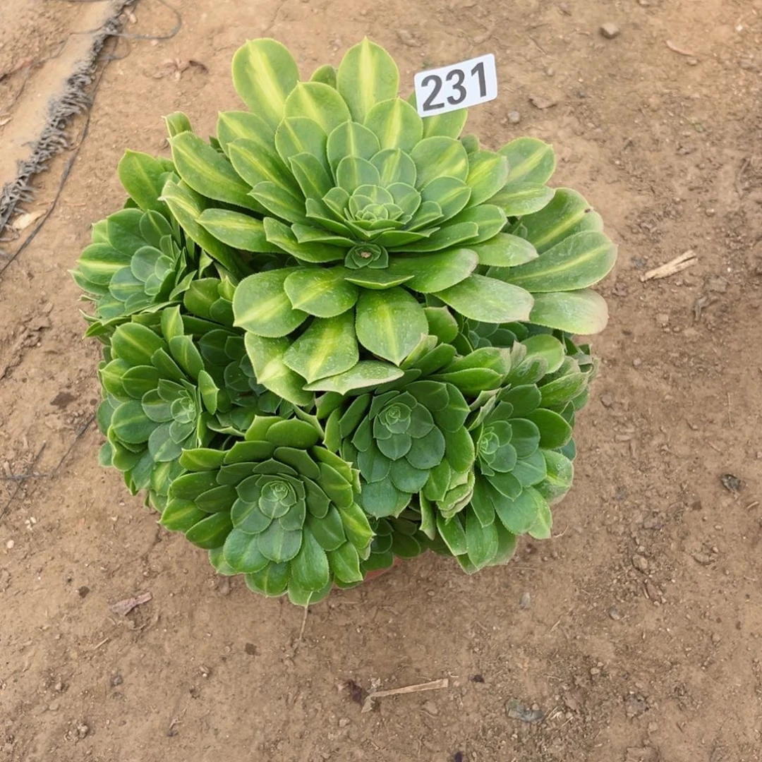 231翡翠琉璃多肉植物