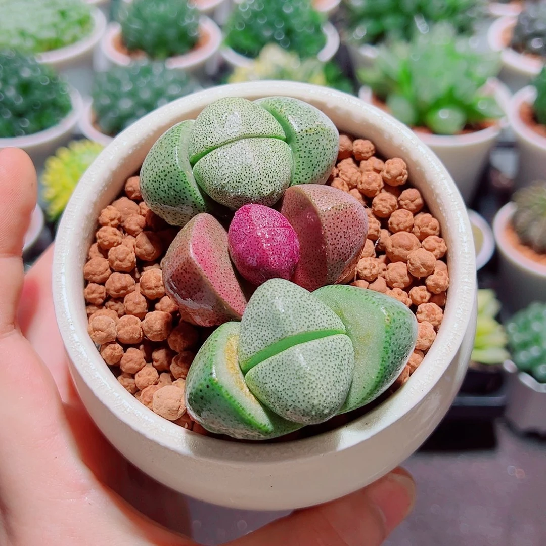 1紫元宝2绿元宝原盆土