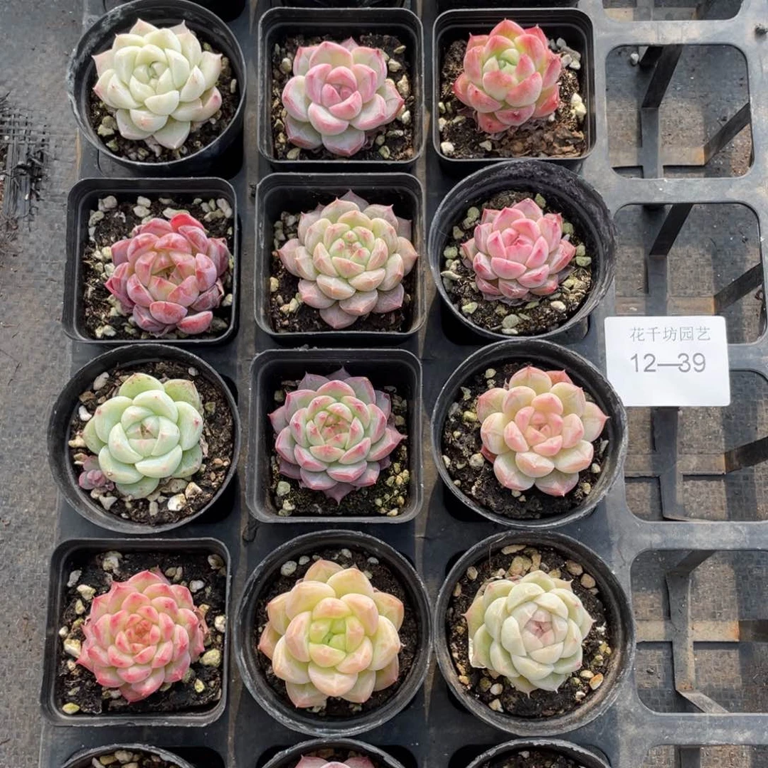 一物一拍18颗12-39