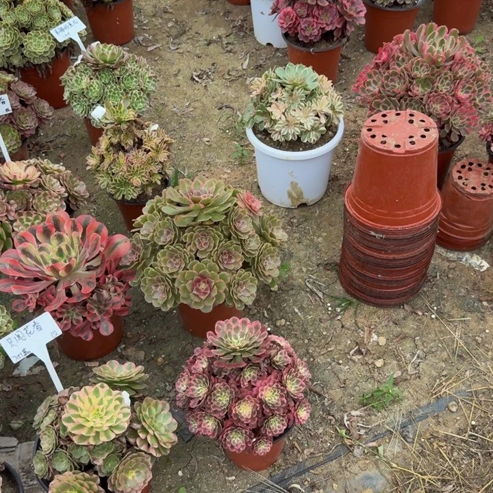 婷***寄养发货。多肉植物