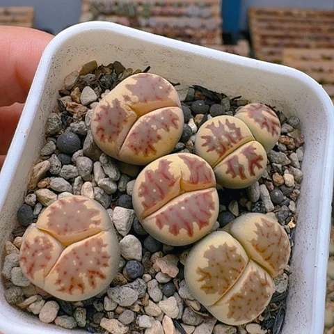 2063丽虹组合奔脱土发货