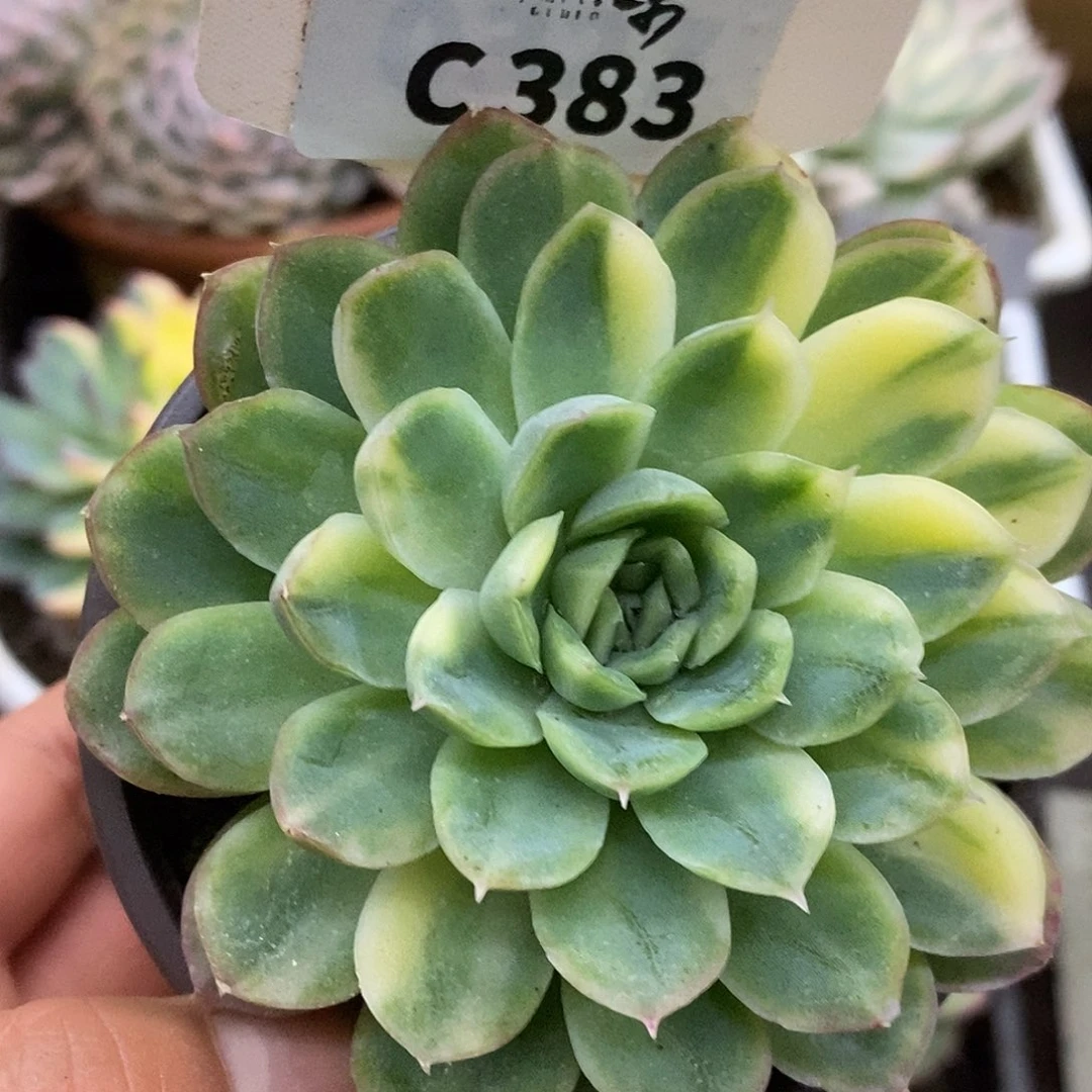 383冰梅哈哈哈哈哈哈