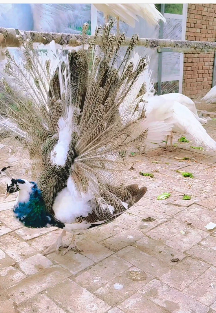 一支，成年青花瓷羽毛居家观赏，顺丰包邮