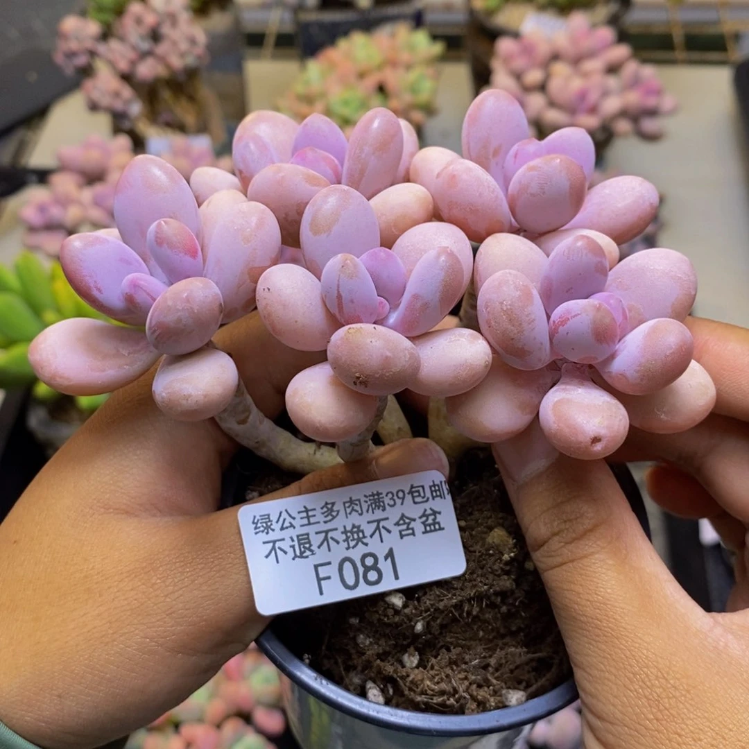 081糖果桃蛋多肉10cm