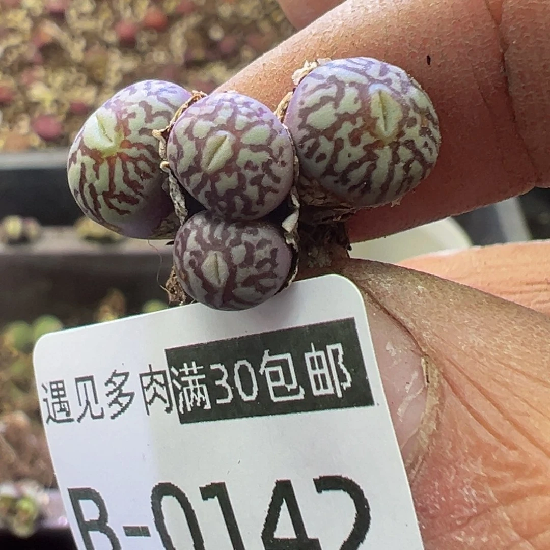 多肉植物11111111111111