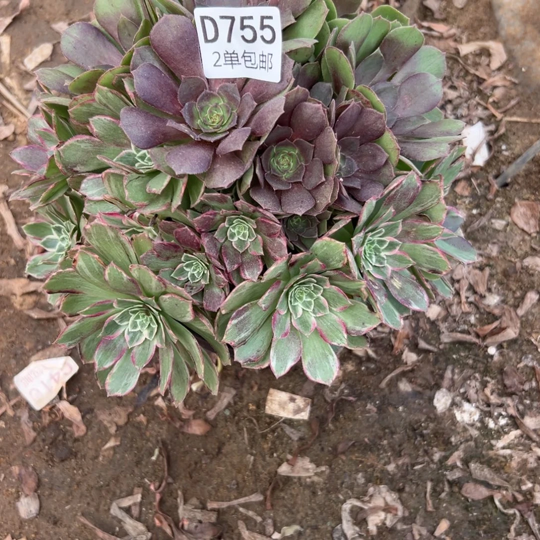 755多肉  莲花座阴阳不包断头