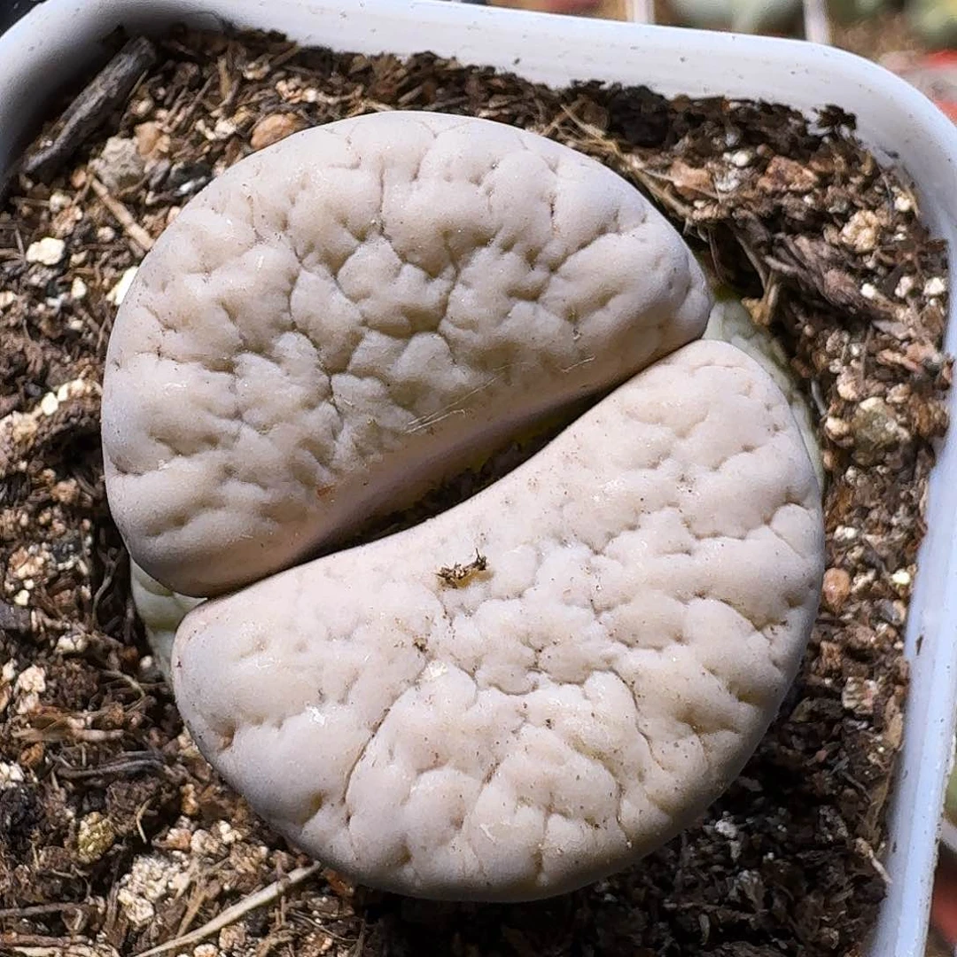 钮***娜生石花等植物11111111。  211